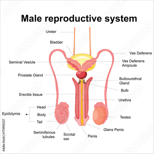 Male reproductive system