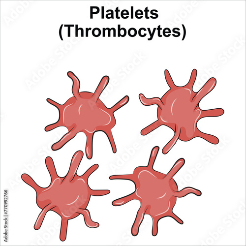 Platelets thrombocytes