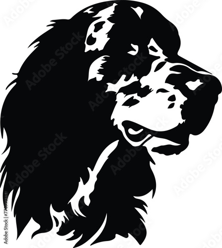 English Setter portrait