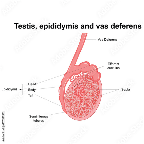 Testis, epididymis and vas deferens