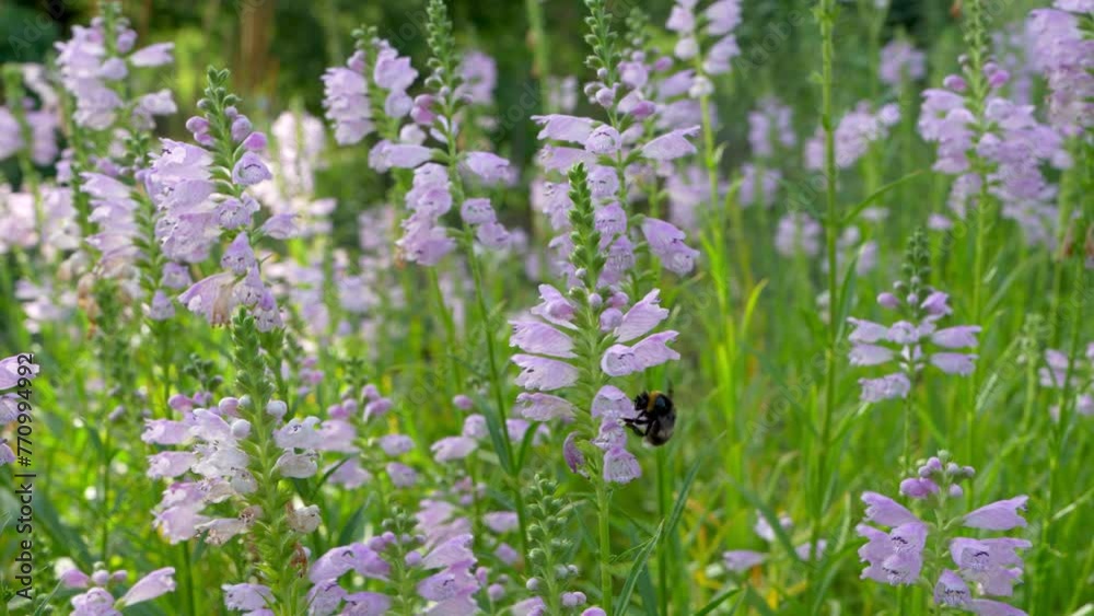 A bumblebee climbs right into a flower tube to collect nectar. Delicate flowers, bells. Close-up, sunny day. Ecological life concept A bumblebee climbs right into a flower tube to collect nectar. Delicate flowers, bells. Close-up, sunny day. Ecological life concept