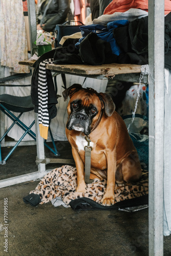 A perplexed Boxer dog beneath a table at a flea market photo