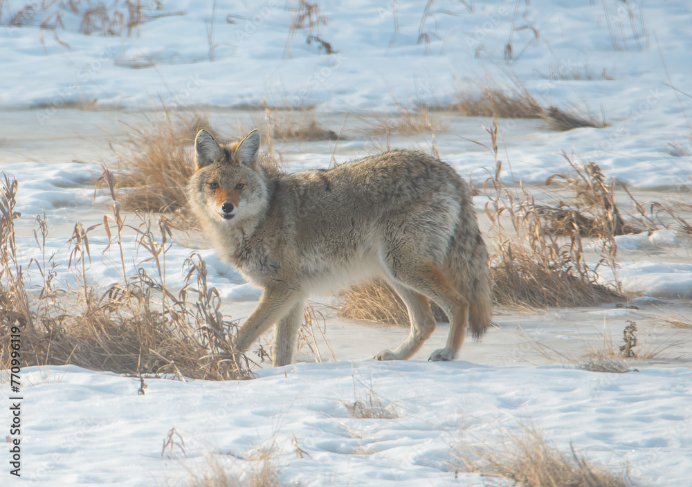 Obraz premium Coyote in the snow