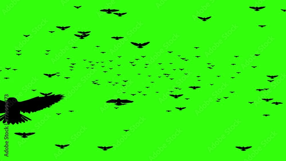 Bird Flying Towards To The Camera On Green Screen Background, Birds ...