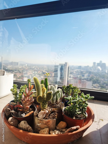 Botanical Succulent Cactus Mini Plants photo