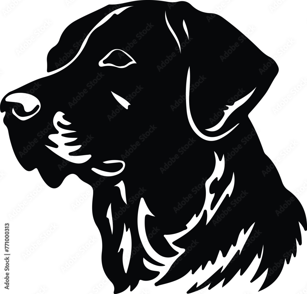 Chesapeake Bay Retriever portrait Chesapeake Bay Retriever portrait