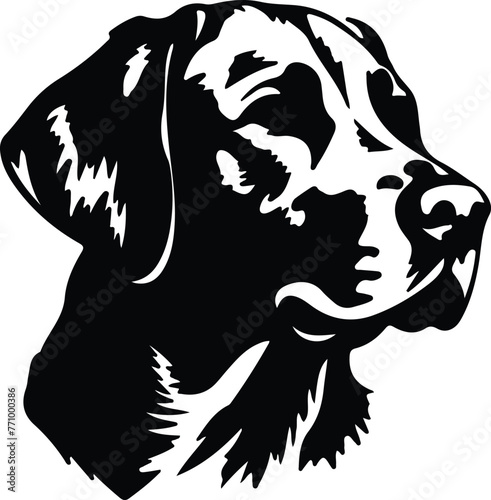 Chesapeake Bay Retriever portrait