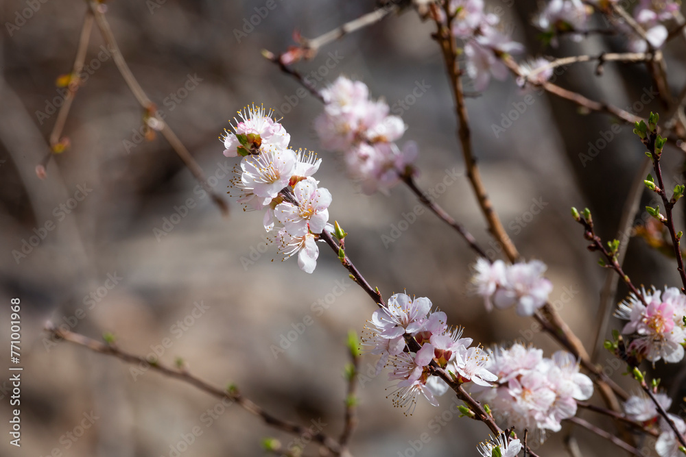Apricot blossom in spring, closeup of pink flowers with lovely details as a background. Apricot blossom in spring, closeup of pink flowers with lovely details as a background.