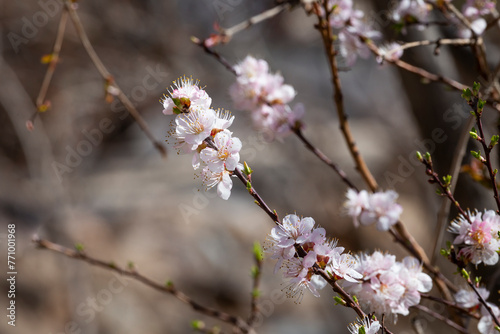 Apricot blossom in spring, closeup of pink flowers with lovely details as a background.