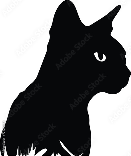 Colorpoint Shorthair Cat portrait