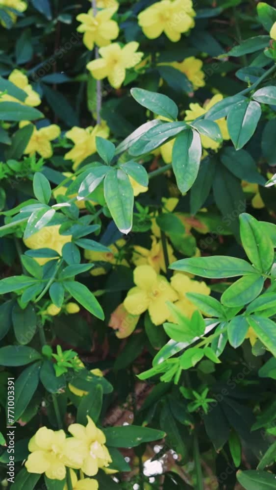 Yellow flowers on tree sway in wind, flower yellow vibrant. Flower yellow on branches, wind movement captured. Flower yellow, tree setting, natural sway observed Yellow flowers on tree sway in wind, flower yellow vibrant. Flower yellow on branches, wind movement captured. Flower yellow, tree setting, natural sway observed