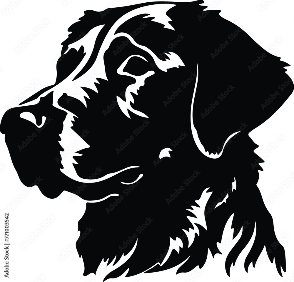 Curly-Coated Retriever portrait Curly-Coated Retriever portrait