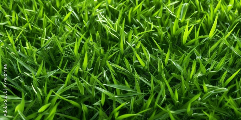 Close-up image of fresh spring green grass. Green grass background, texture, top view Close-up image of fresh spring green grass. Green grass background, texture, top view