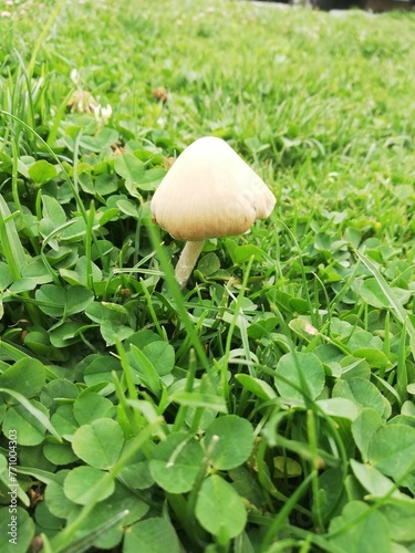 mushrooms in the grass