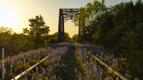Railroad track bridge lined with bluebonnets in Texas Hill Country