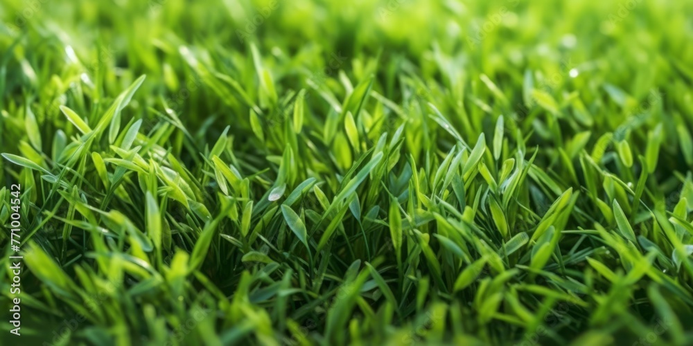 Close-up image of fresh spring green grass. Green grass background, texture, top view Close-up image of fresh spring green grass. Green grass background, texture, top view