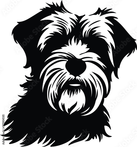 Dandie Dinmont Terrier portrait