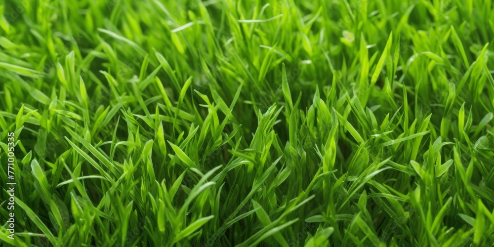 Close-up image of fresh spring green grass. Green grass background, texture, top view Close-up image of fresh spring green grass. Green grass background, texture, top view