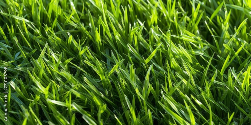 Close-up image of fresh spring green grass. Green grass background, texture, top view Close-up image of fresh spring green grass. Green grass background, texture, top view