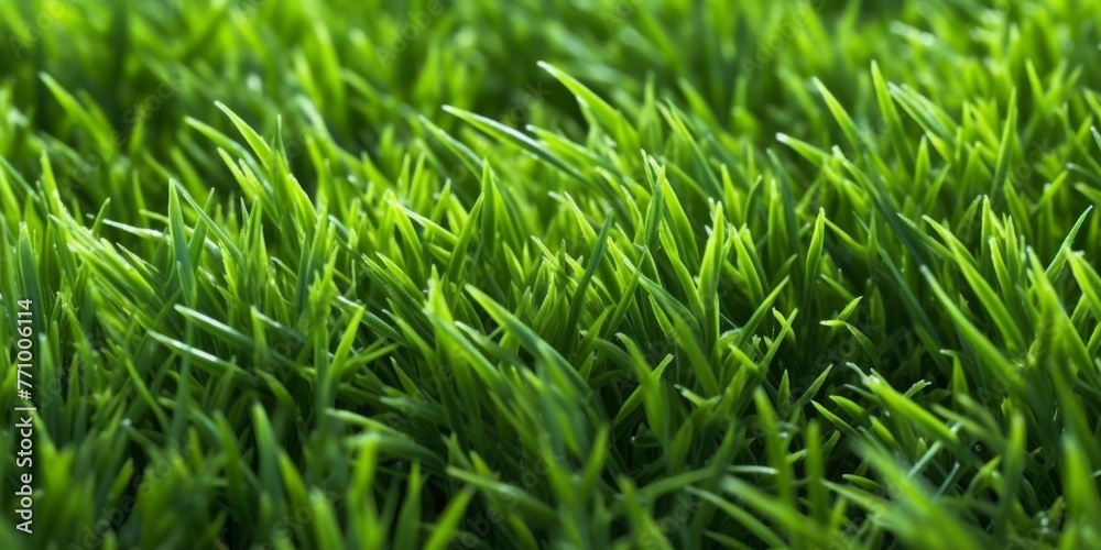 Close-up image of fresh spring green grass. Green grass background, texture, top view Close-up image of fresh spring green grass. Green grass background, texture, top view