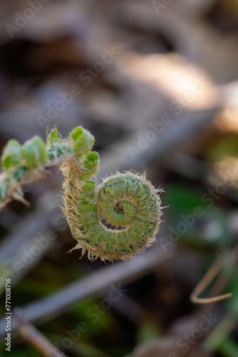 fiddleheads fern leaf in the forest 