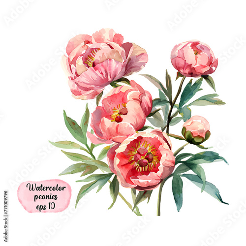 Peonies flowers and leaves isolated on white background. Watercolor hand drawn peony illustration for design. EPS 10