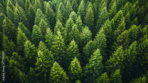 Stunning Aerial View of a Lush Green Pine Forest by Professional Photographer Generative AI photo