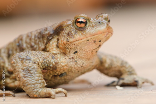 Common toad Bufo bufo female. Huge frog from Czech republic. Mating season.