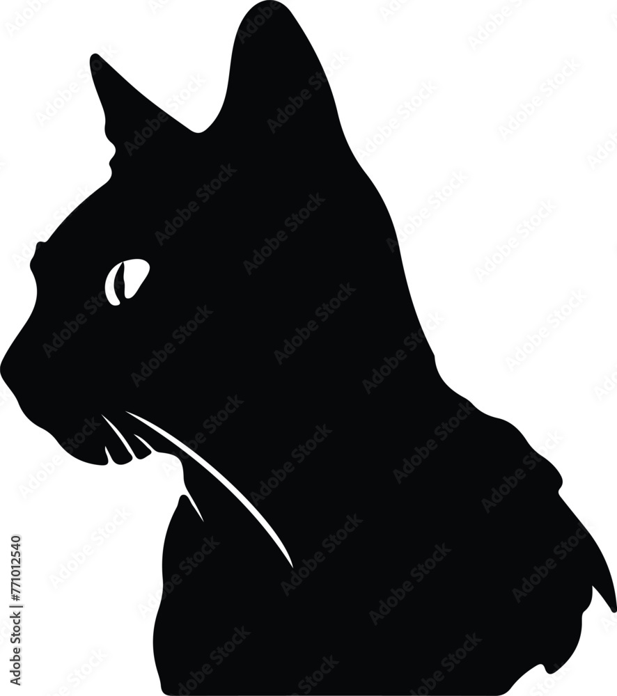 Bambino Cat portrait Bambino Cat portrait