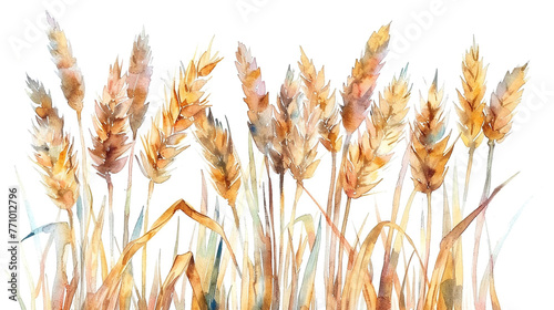 watercolor ears of wheat isolated on white baackground