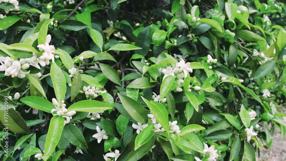 Orange blossom sways, sensory beauty captured. Fragrant orange blossom, visual appeal highlighted. Wind teases orange blossom, emphasizing aroma, sight Orange blossom sways, sensory beauty captured. Fragrant orange blossom, visual appeal highlighted. Wind teases orange blossom, emphasizing aroma, sight