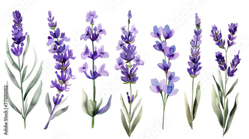 watercolor lavender flowers  vector illustration on white background 