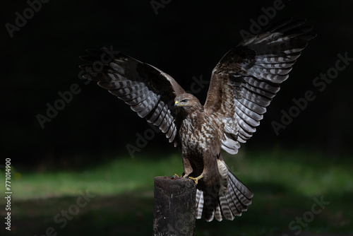 A beautiful Common Buzzard (Buteo buteo) sitting on a fence post at a pasture looking for prey. Noord Brabant in the Netherlands. Wings spread. 