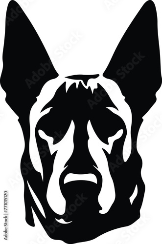 Belgian Malinois portrait