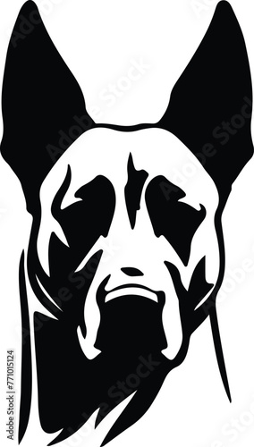 Belgian Malinois portrait