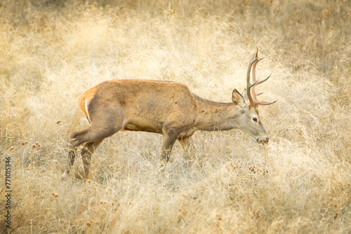 ciervo macho alimentandose en una pradera photo