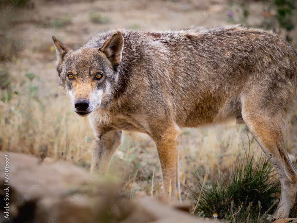 Lobo europeo entre matorrales