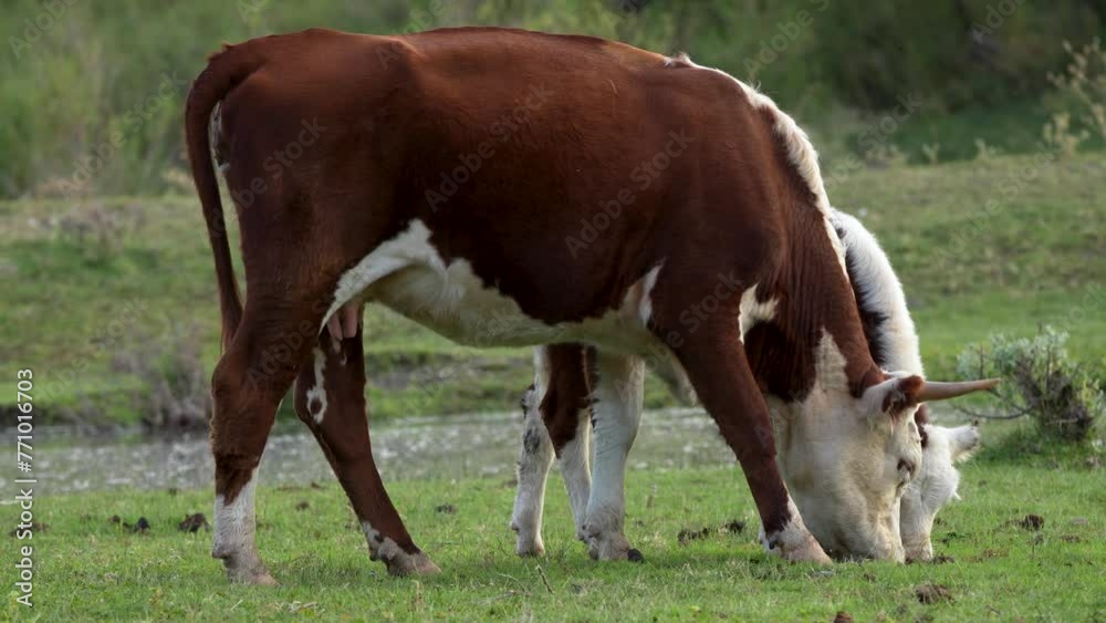 Two cows grazing in a natural and peaceful environment of rural farm. Cow with her calf. Evening light Two cows grazing in a natural and peaceful environment of rural farm. Cow with her calf. Evening light