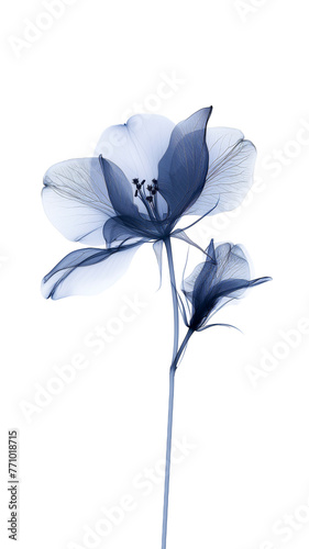 Flower in x-rays on a white background. Botanical minimalistic illustration. © Наталья Зюбр