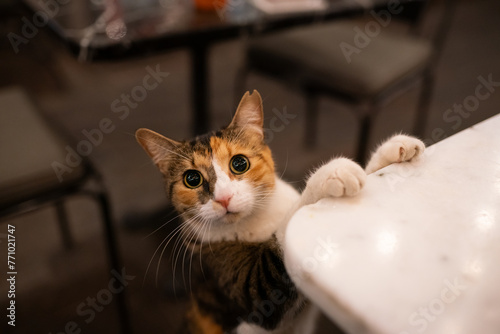 Cat Looking For Food While Standing At The Table photo