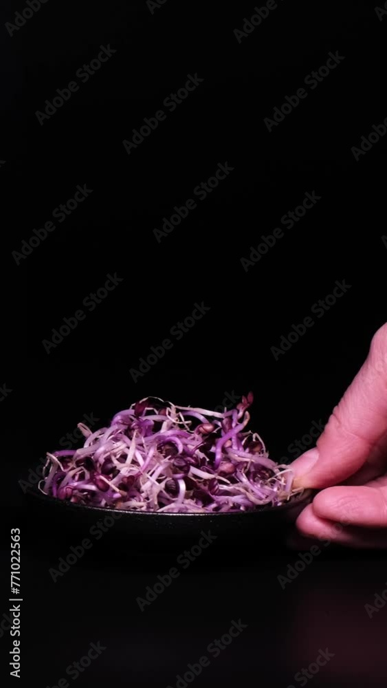 Female hand putting on the table a plate full of bio purple radish sprouts. Fresh organic micro greens or edible seedlings. Healthy lifestyle concept. Female hand putting on the table a plate full of bio purple radish sprouts. Fresh organic micro greens or edible seedlings. Healthy lifestyle concept.