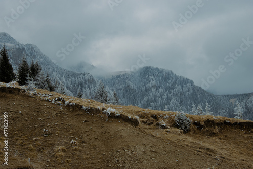landscape in the snow