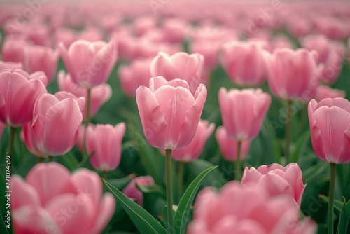 Vast Pink Tulip Field with Blurred Background and Green Foliage Generative AI