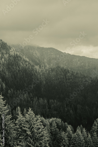 fog in the mountains