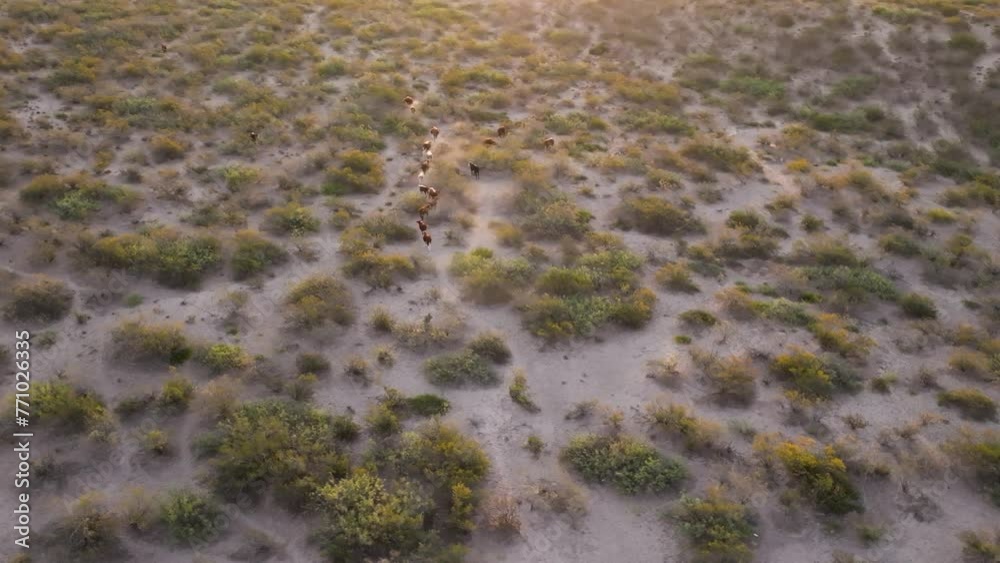 Beautiful aerial shot in zoom out and zoom in of a group of cows grazing in a natural and peaceful environment in the evening light. arid landscape Beautiful aerial shot in zoom out and zoom in of a group of cows grazing in a natural and peaceful environment in the evening light. arid landscape