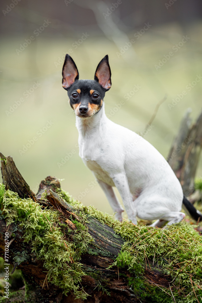 Beautiful purebred American toy fox terrier posing outdoor, little white dog with black and tan head, green blurred background, green spring grass and moss. Close up pet portrait in high quality. Beautiful purebred American toy fox terrier posing outdoor, little white dog with black and tan head, green blurred background, green spring grass and moss. Close up pet portrait in high quality.