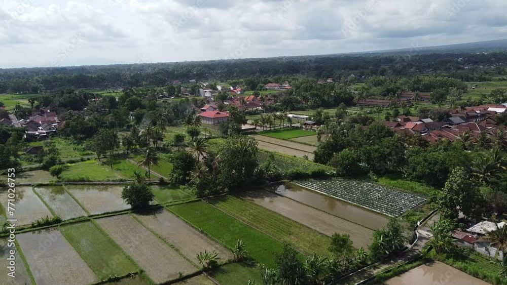Settlements surrounded by rice fields Settlements surrounded by rice fields