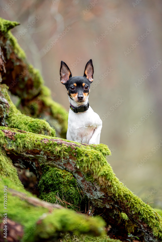 Beautiful purebred American toy fox terrier posing outdoor, little white dog with black and tan head, green blurred background, green spring grass and moss. Close up pet portrait in high quality. Beautiful purebred American toy fox terrier posing outdoor, little white dog with black and tan head, green blurred background, green spring grass and moss. Close up pet portrait in high quality.