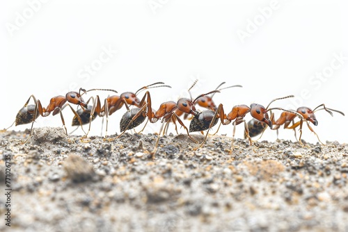 Close-up of Individual Ants Isolated on White Background Generative AI © AlexandraRooss