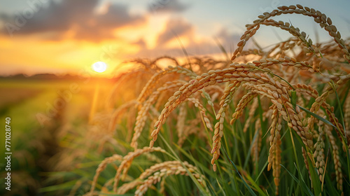 Golden Rice Field at Sunset - Harvest Time; Glowing Backlight, Tranquil Rural Scene; For Agricultural Investments, Food Security Topics, Harvest Season Advertisements, Copy Space